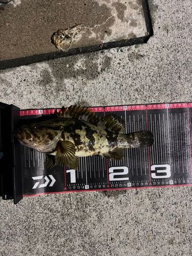 タケノコメバルの釣果