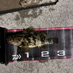 タケノコメバル