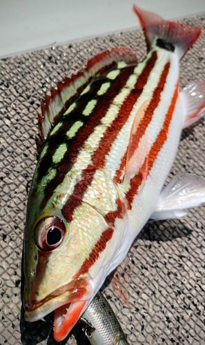 アミメフエダイの釣果