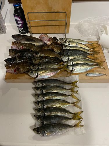 マアジの釣果