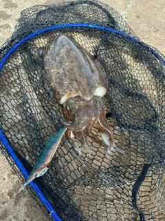 モンゴウイカの釣果