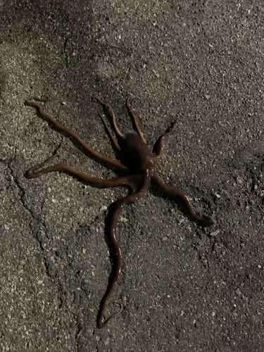 モンゴウイカの釣果