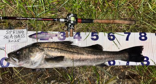 シーバスの釣果