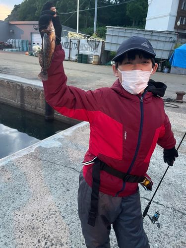 エゾメバルの釣果