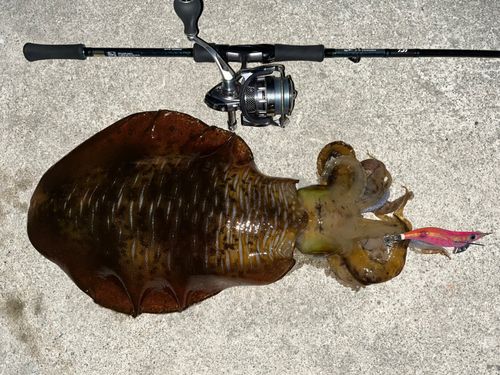アオリイカの釣果