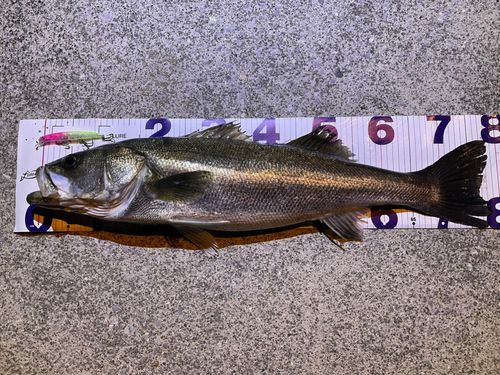 マルスズキの釣果