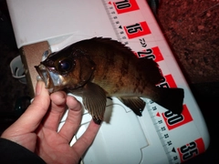 メバルの釣果