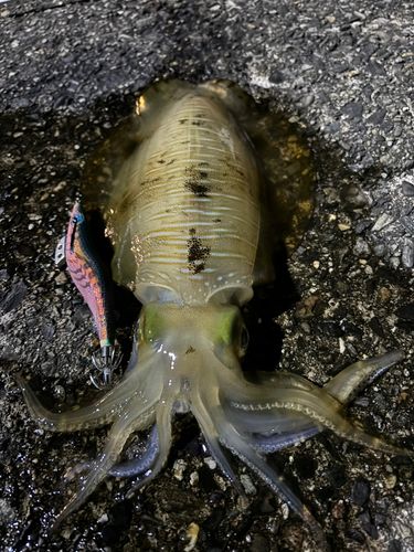 アオリイカの釣果