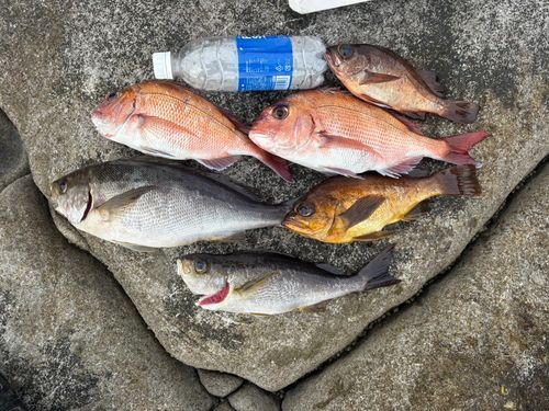 イサキの釣果