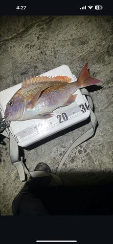 マダイの釣果