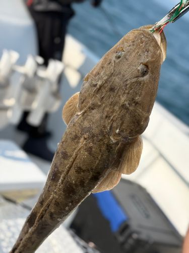 マゴチの釣果