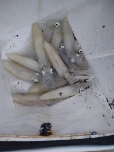 マメイカの釣果