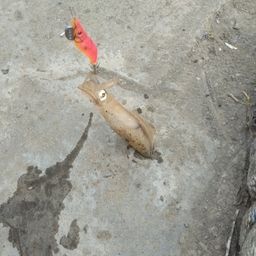 マメイカ