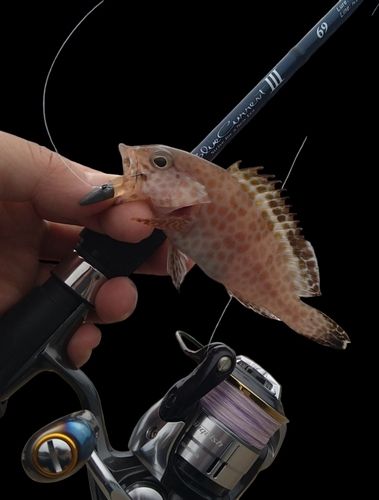 オオモンハタの釣果