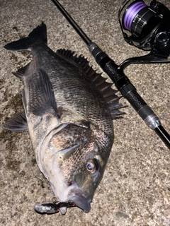 クロダイの釣果