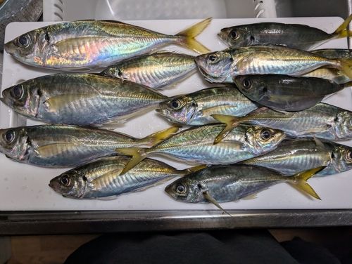 アジの釣果