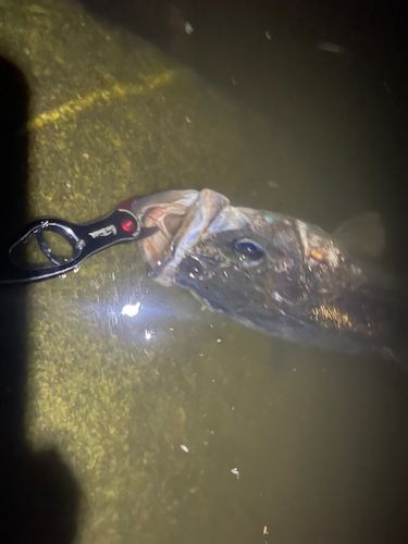 マルスズキの釣果