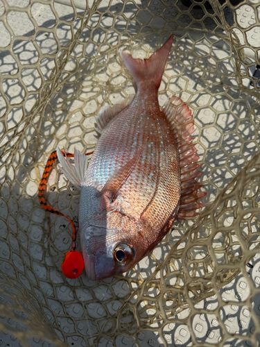 マダイの釣果