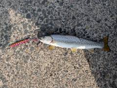 ウミアメの釣果