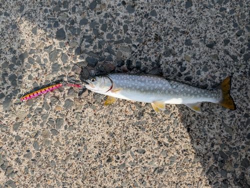 ウミアメの釣果