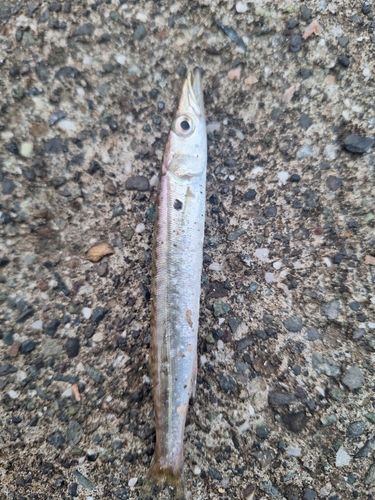 カマスの釣果