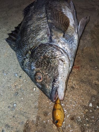 チヌの釣果
