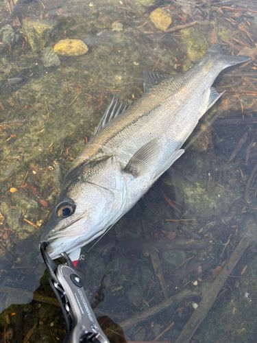 スズキの釣果