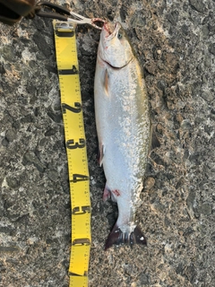 ウミサクラの釣果