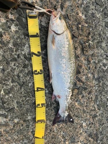 ウミサクラの釣果