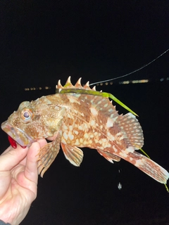 カサゴの釣果