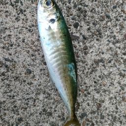 アジ