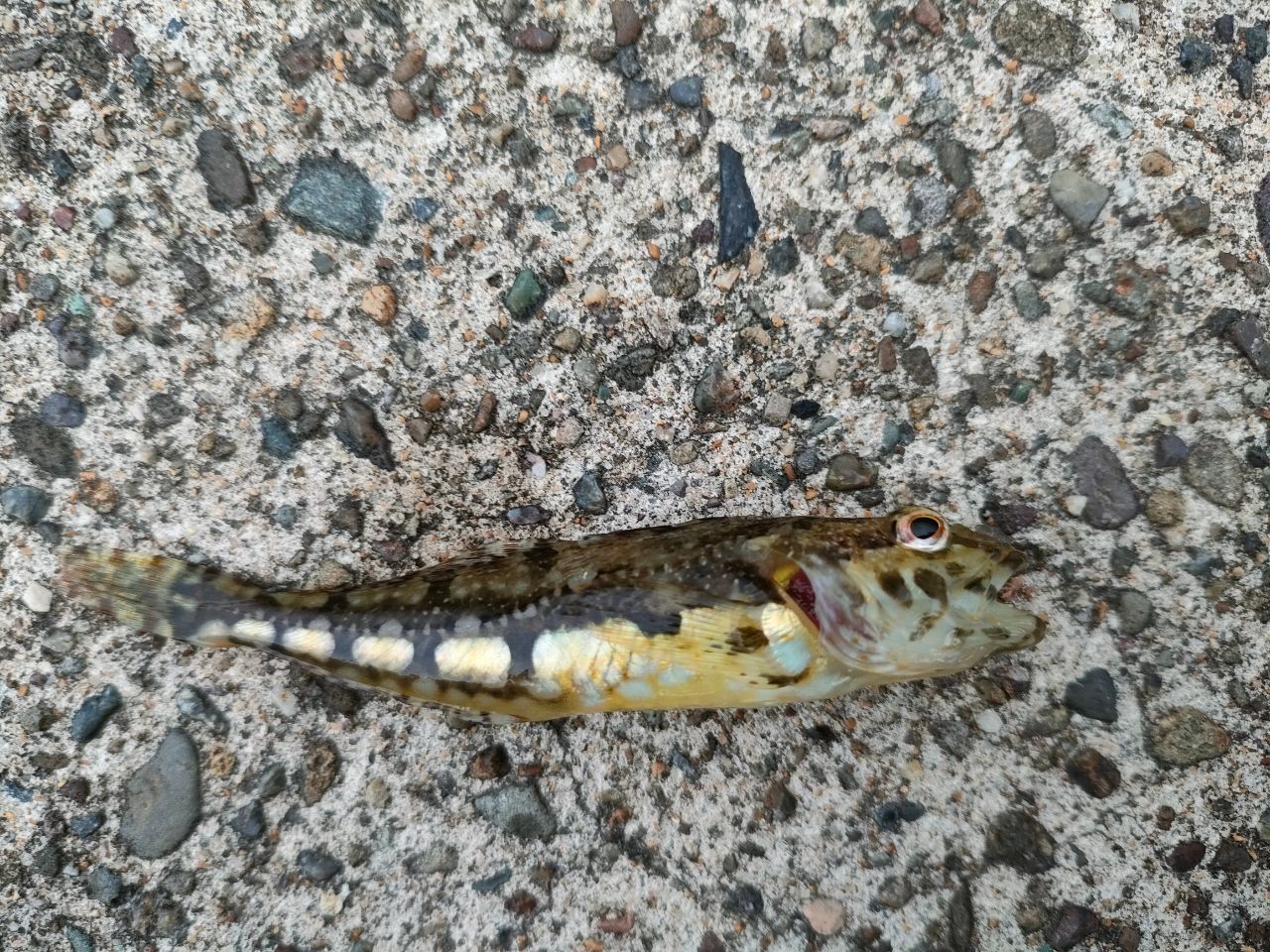 アジ