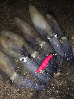 マメイカの釣果