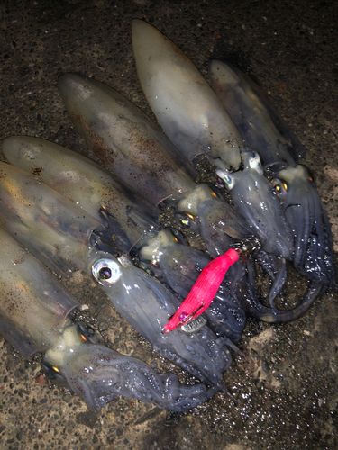 マメイカの釣果