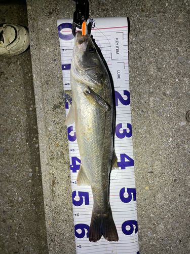 シーバスの釣果