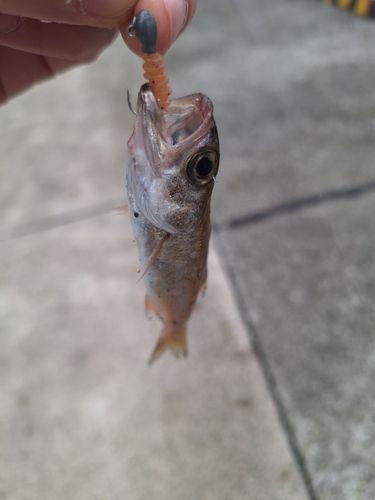 クロムツの釣果