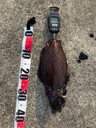 コウイカの釣果