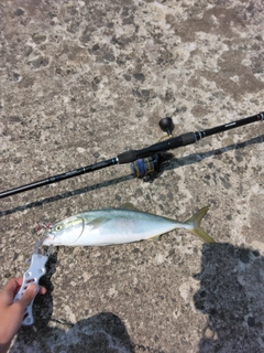 イナダの釣果