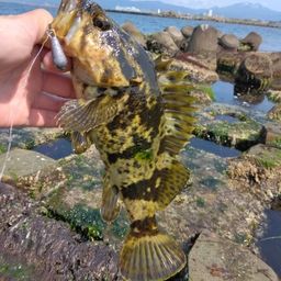 タケノコメバル