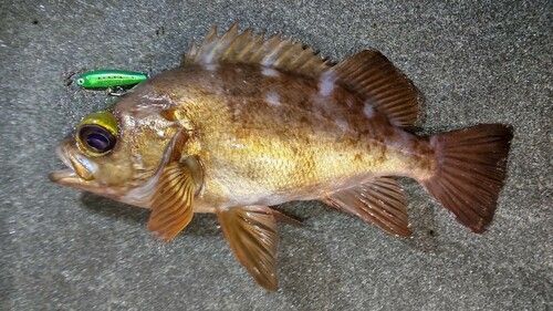 メバルの釣果