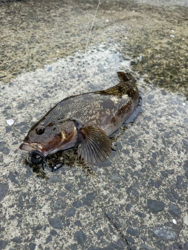 アイナメの釣果