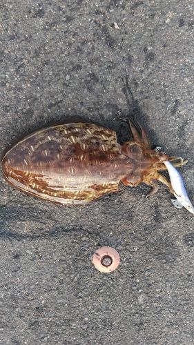 モンゴウイカの釣果