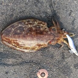 モンゴウイカ