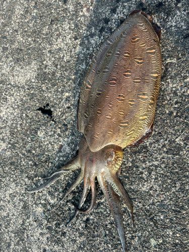コウイカの釣果