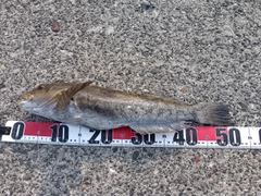 アイナメの釣果