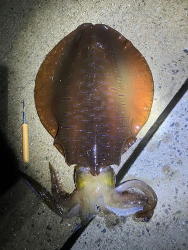アオリイカの釣果