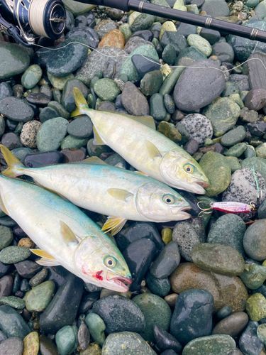 ワカシの釣果