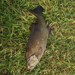 スモールマウスバス