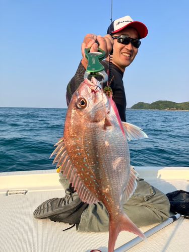マダイの釣果
