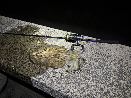 モンゴウイカの釣果